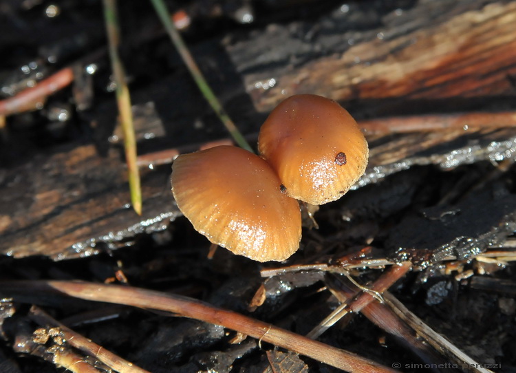 Tubaria pellucida del Chianti